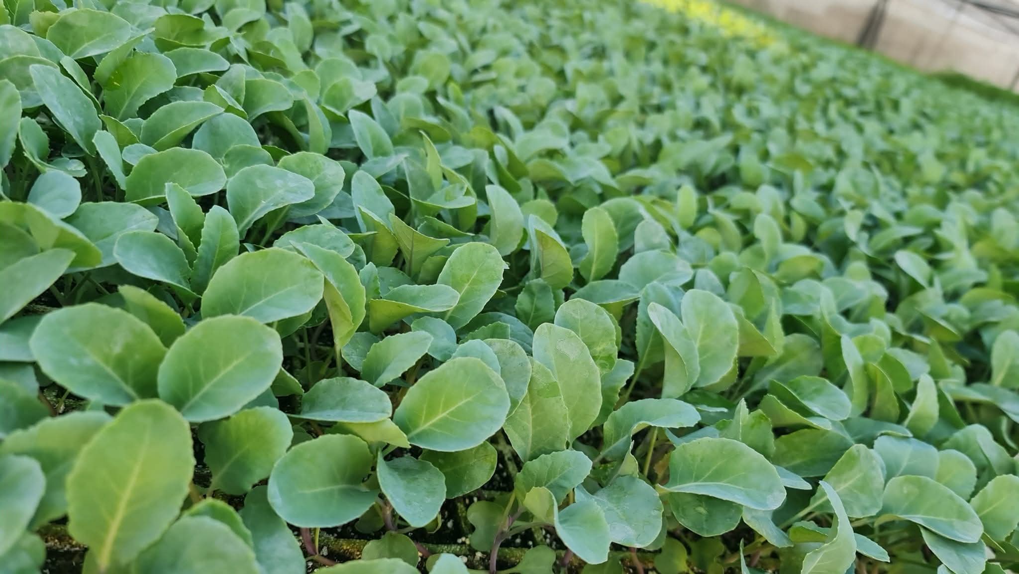 عروض بكجات اشتال