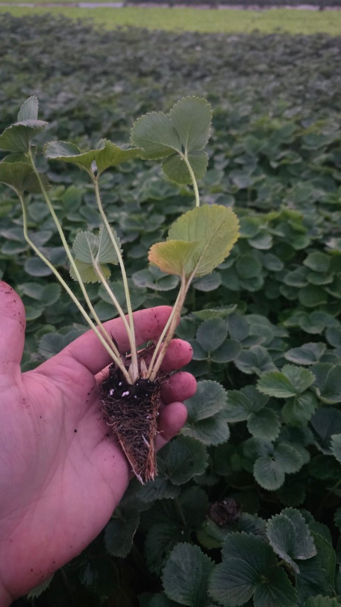 اشتال الفرولة