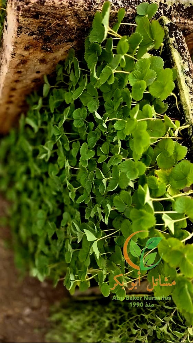 180 شتلة فرولة  بسعر 140 شامل التوصيل