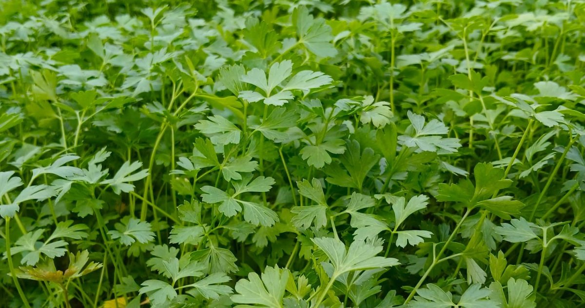 اشتال البقدونس