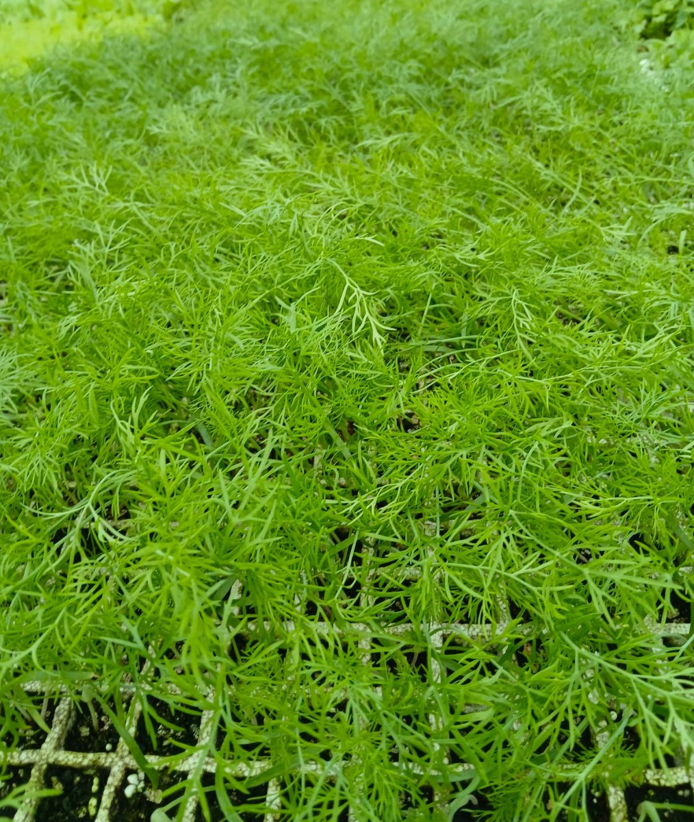 اشتال الشومر