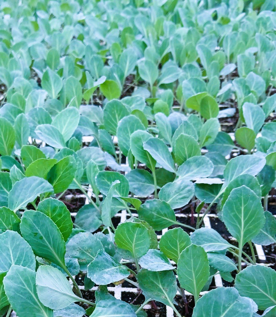 اشتال الملفوف