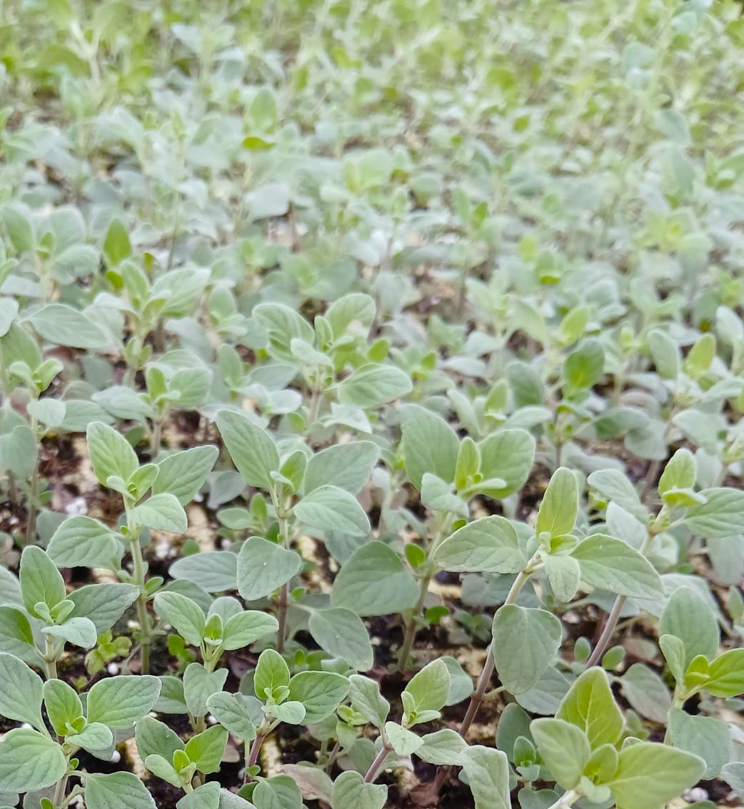 اشتال الزعتر بلاط(زعتمانة قرنية)