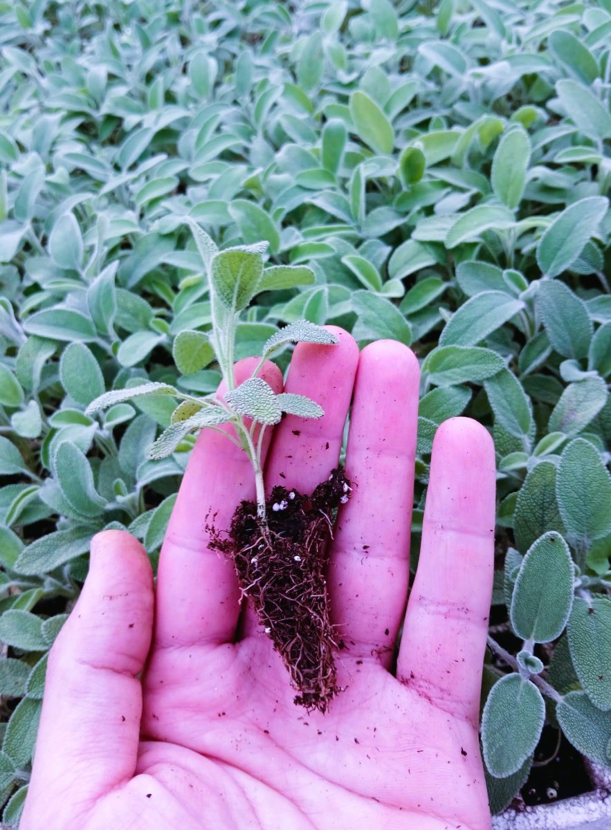 اشتال الميرامية