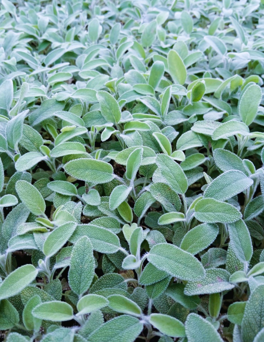 اشتال الميرامية