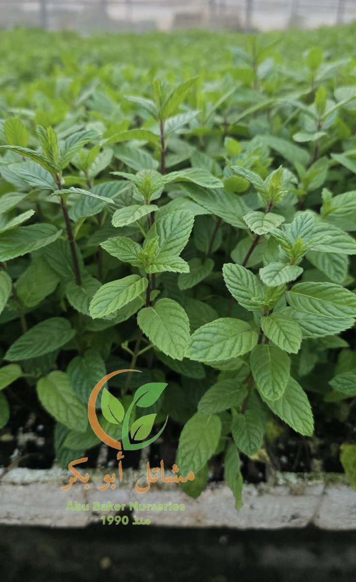 اشتال النعنع