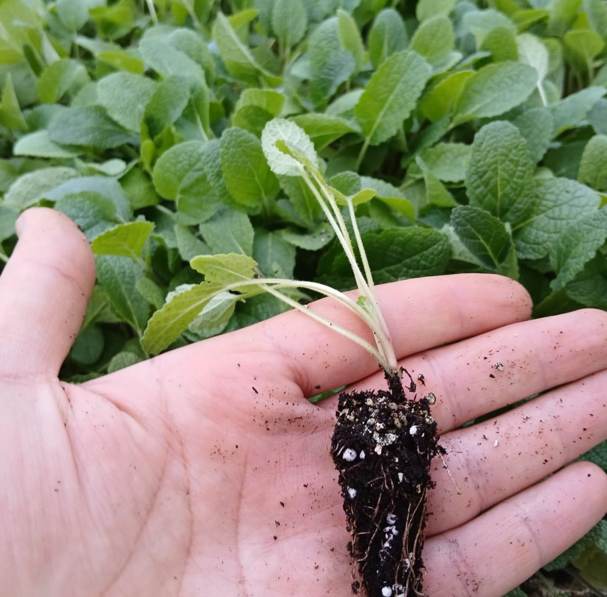 اشتال السينة(ورق لسان)