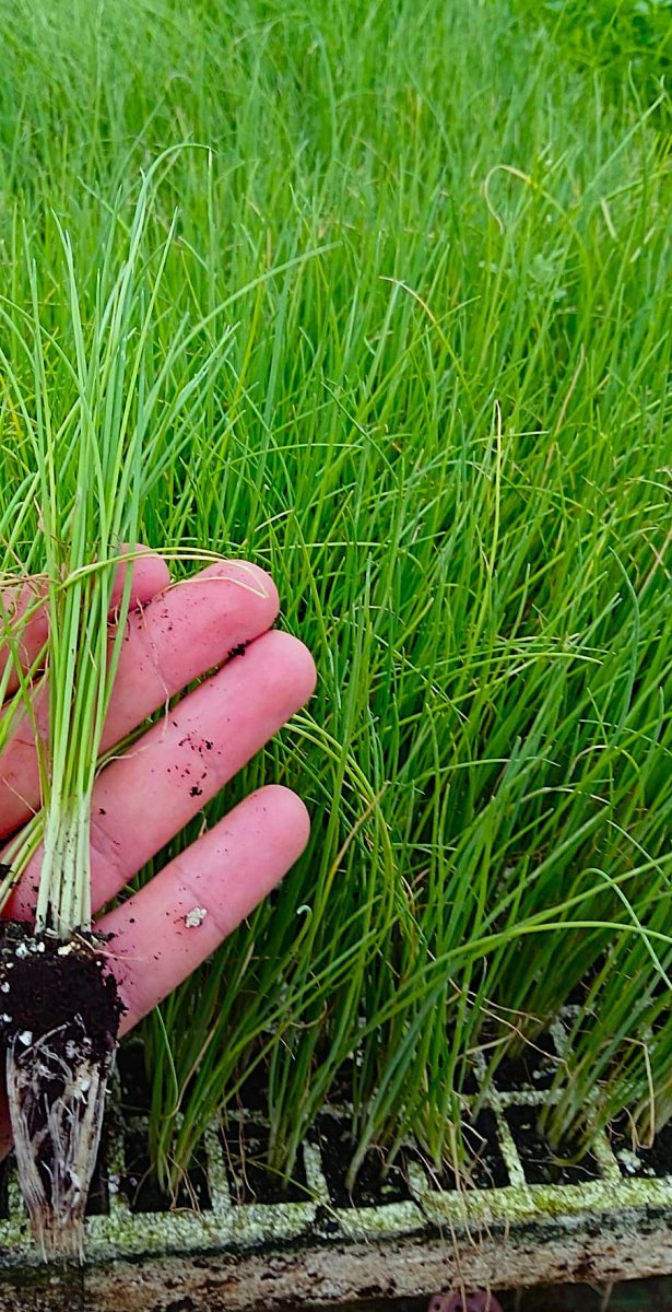 400 شتلة بصل الاخضر(للورق)