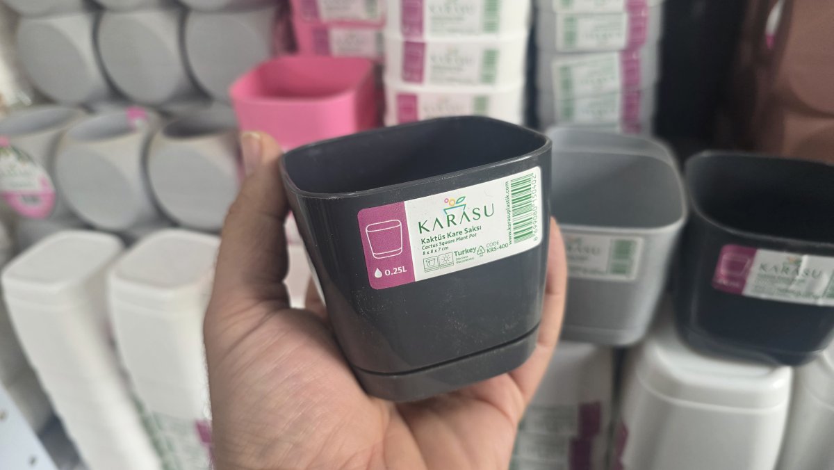 كاسة صبار حجم صغير  مع صحن مدموج فيها