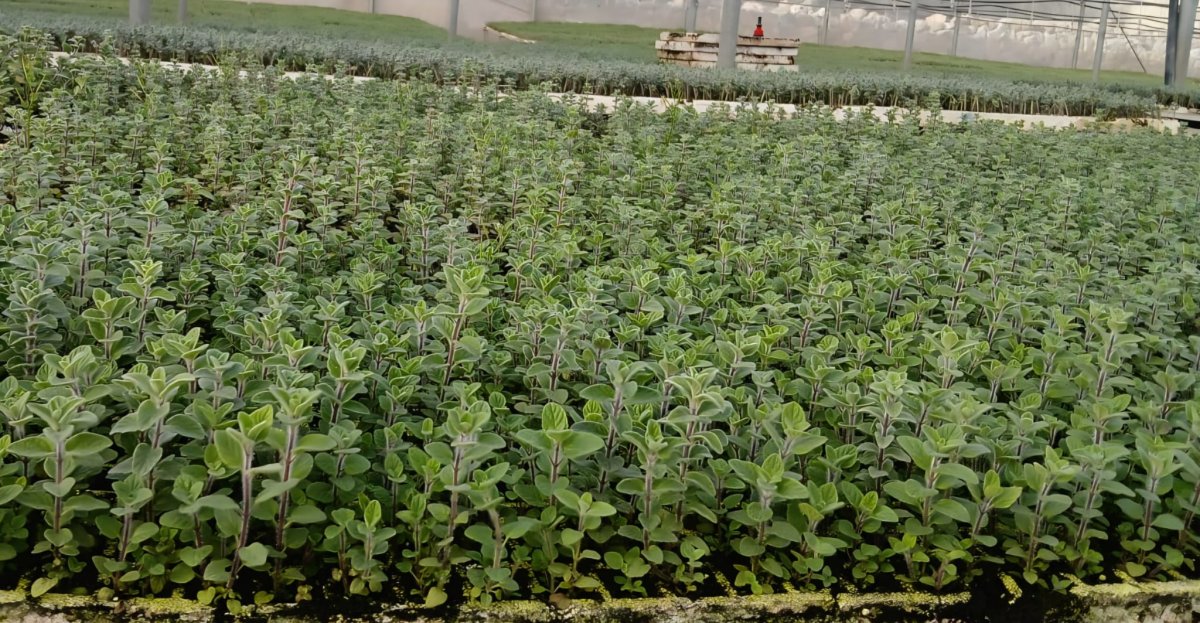 400شتلة زعتر بلدي