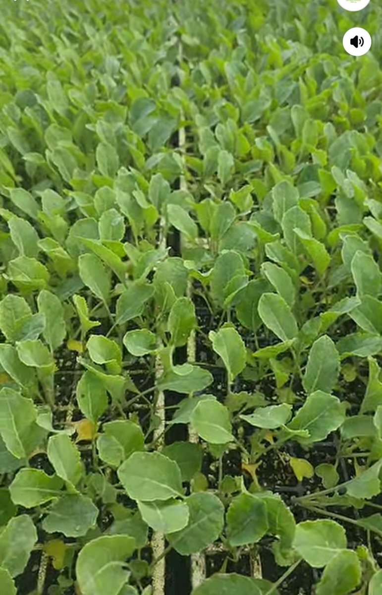 400شتلة زهرة