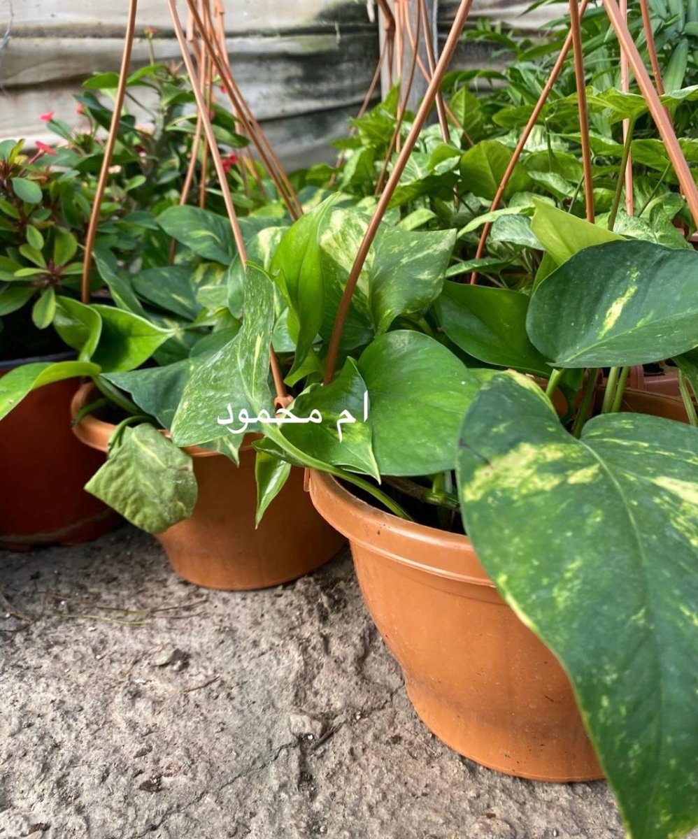 ام محمود (سانسيفيريا)