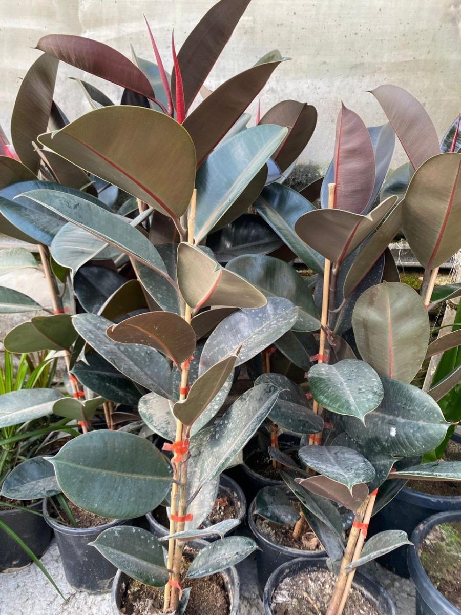 كاوشك  (فيكس مطاطي)