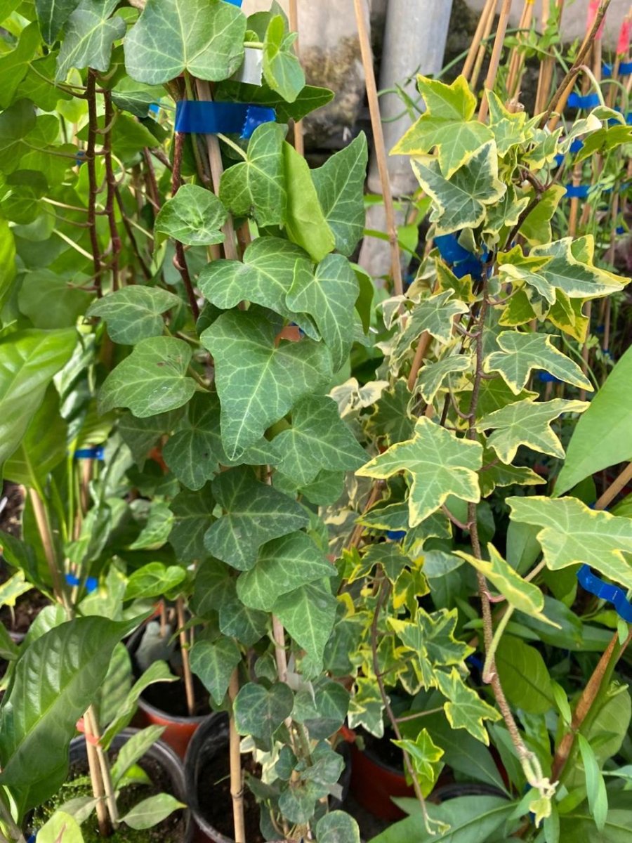 اللبلاب الانجليزي (هيدرا)