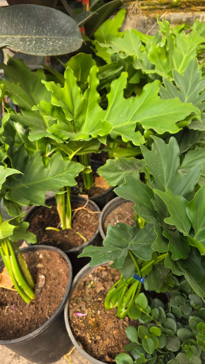 أذن الفيل (ألوكاسيا )