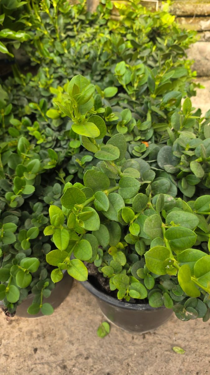 الشمشاد (buxus)