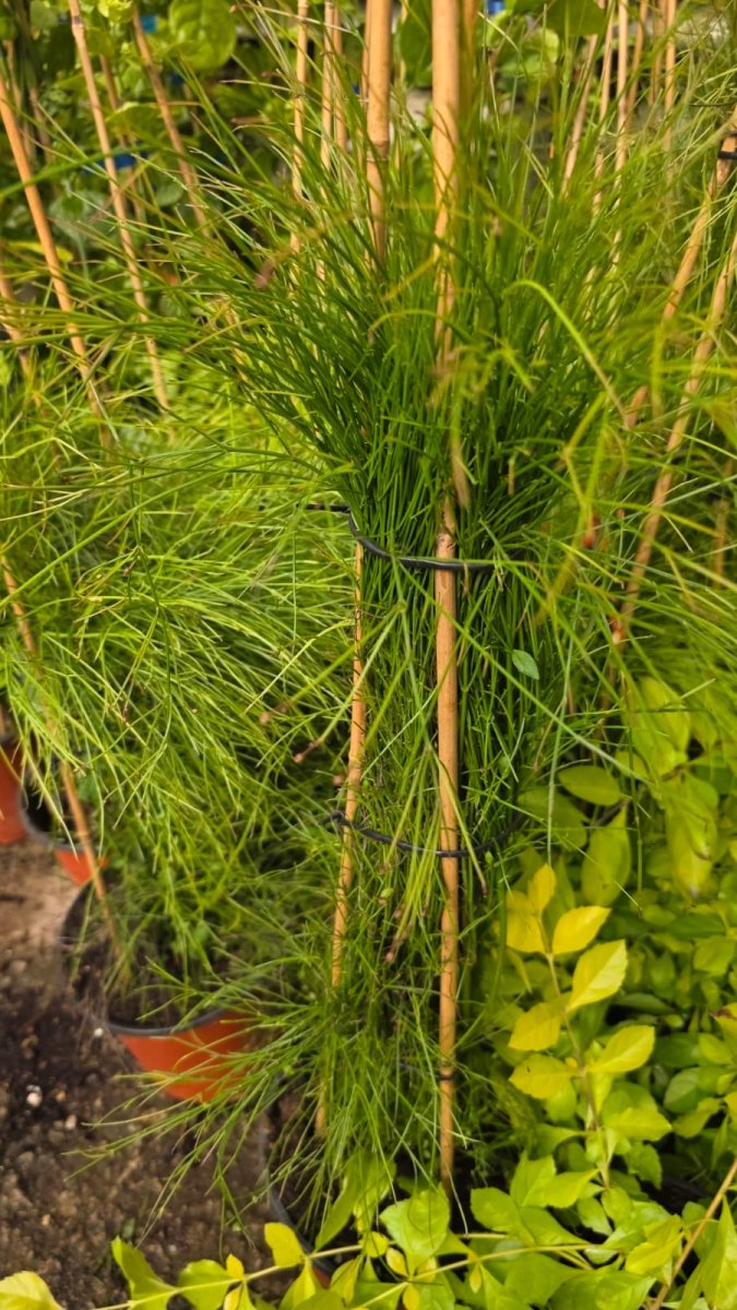 الكازورينا (الصنوبر الأسترالي)