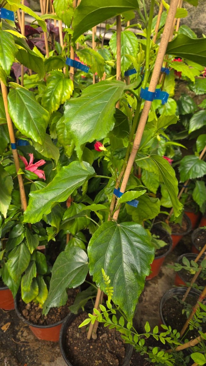 الكركديه الصيني