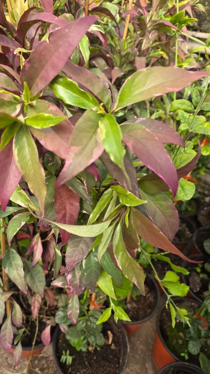 نبات المرايا الصينية