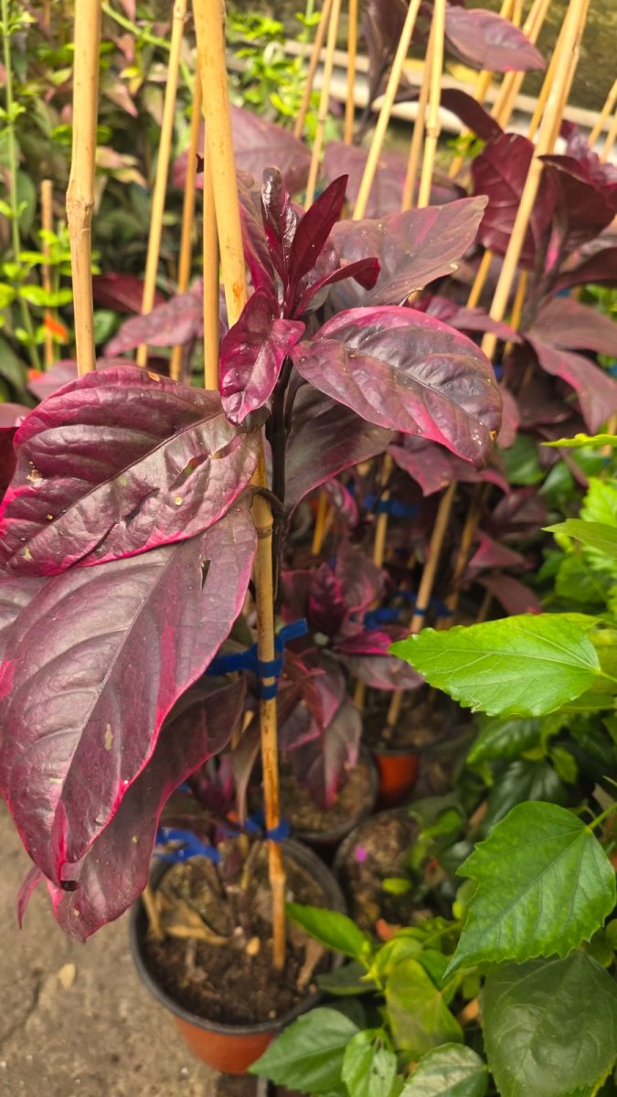 يريسين (نبات الخمري)