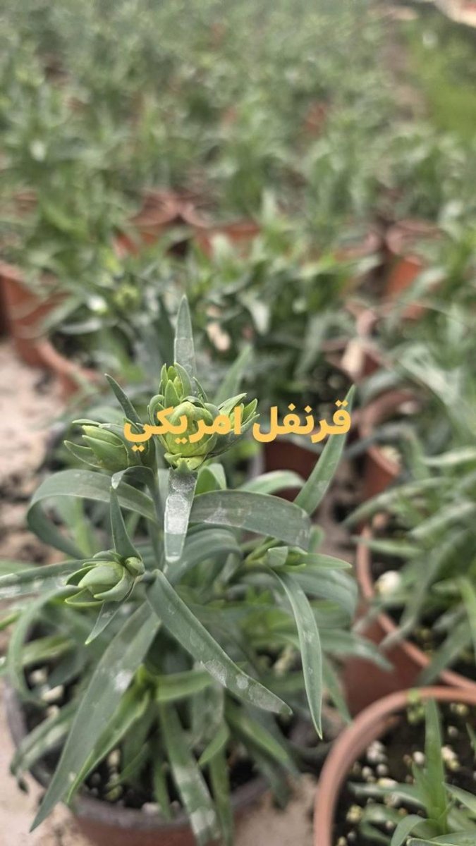 قرنفل أمريكي