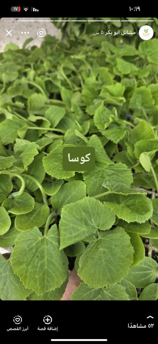 كوسا نوع يمنى