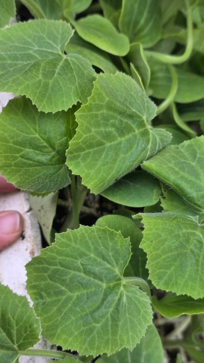 كوسا نوع يمنى