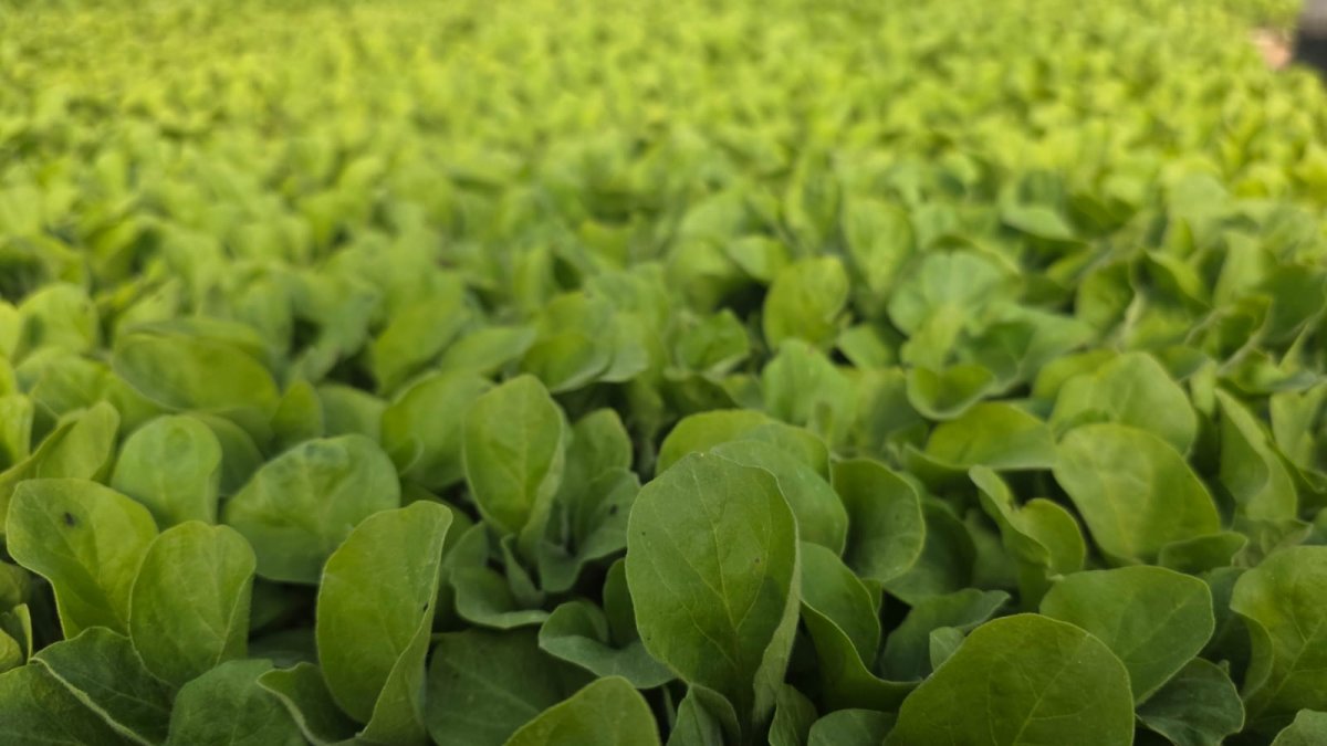 باتنجان محاشي