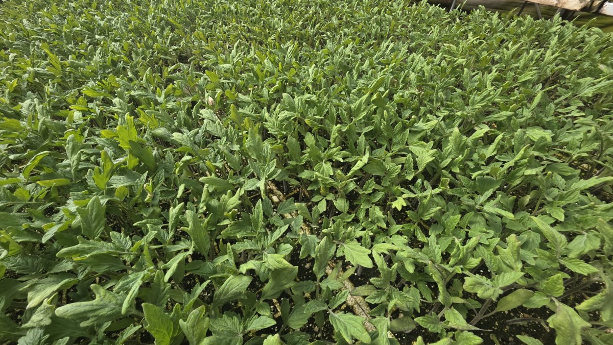 بندورة متسلقة مقاومة للفايروس