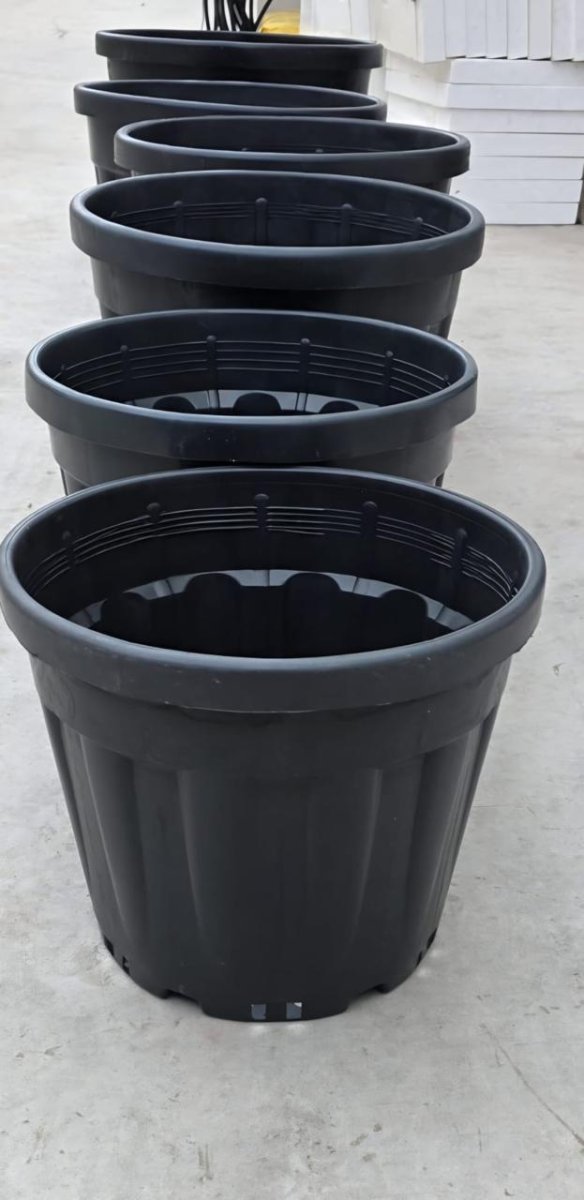 قوار ذات احجام كبيرة