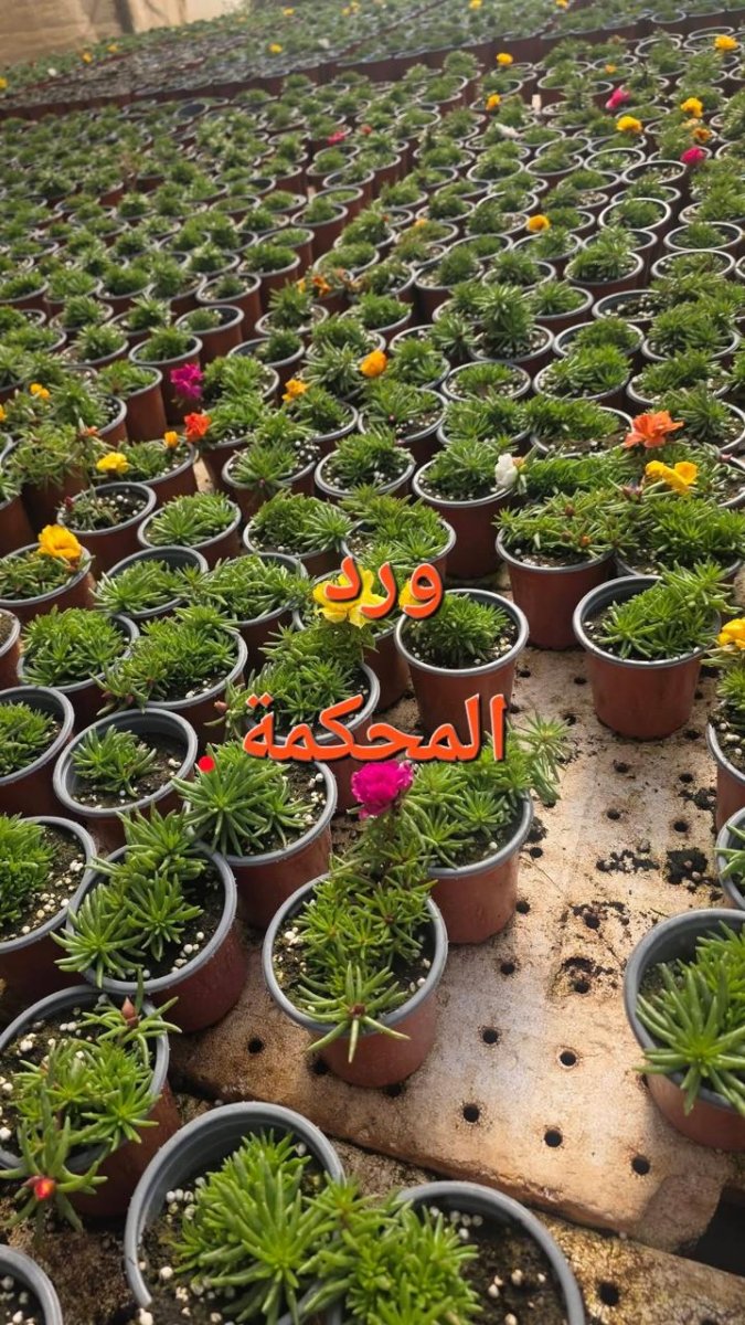 نبتة المحكمة