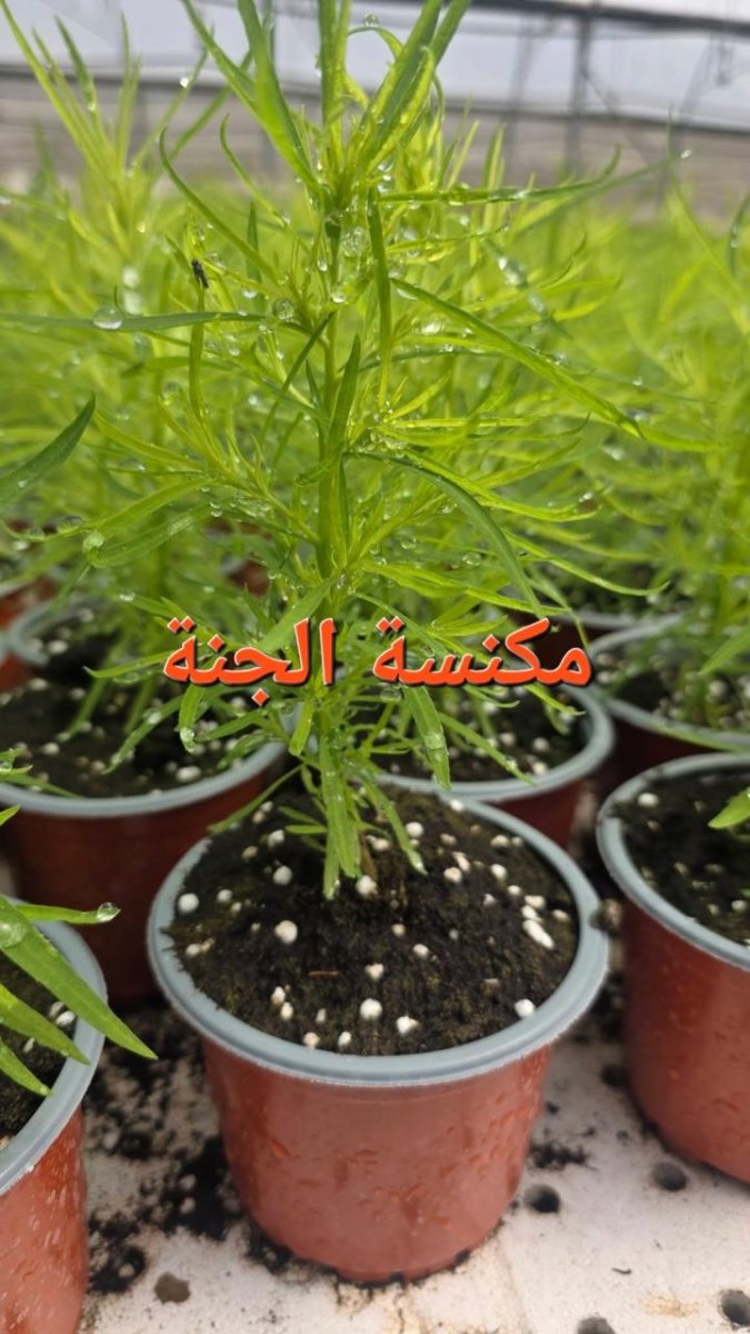 مكنسة الجنة