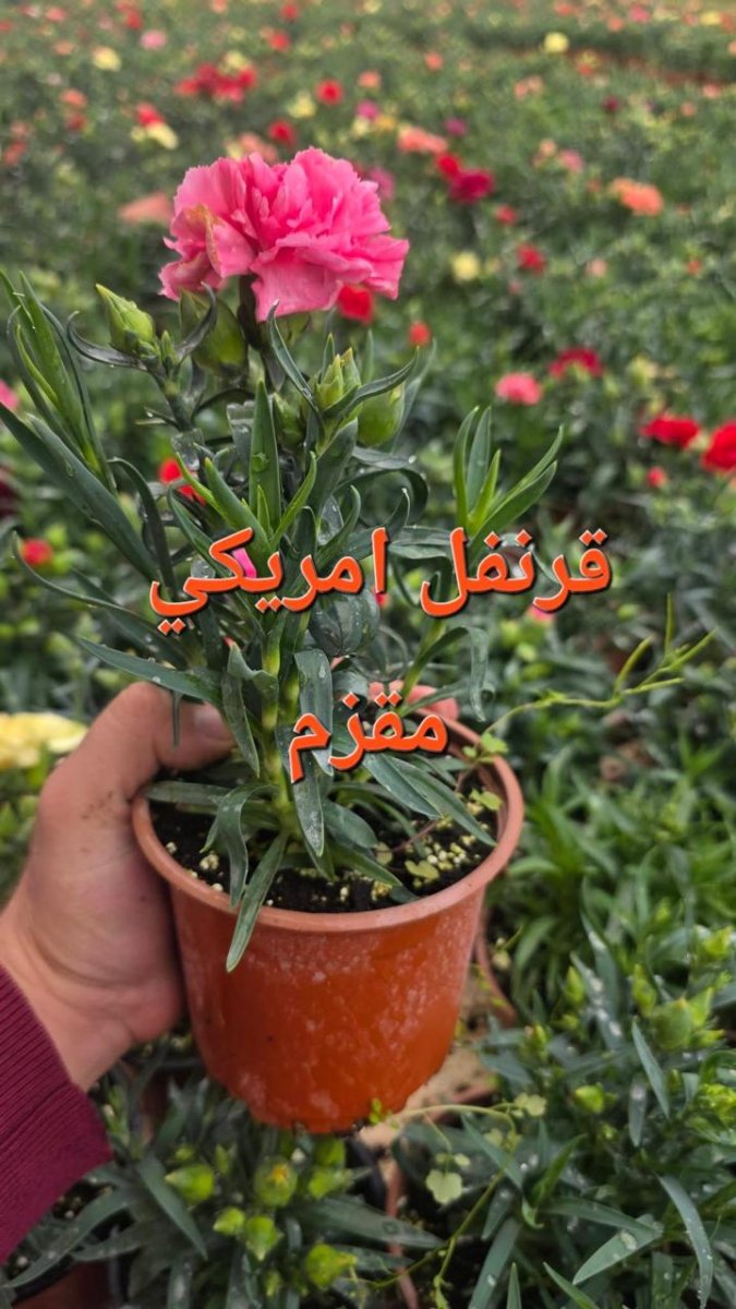 قرنفل أمريكي