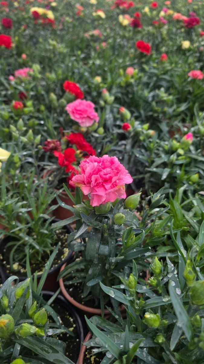 قرنفل أمريكي