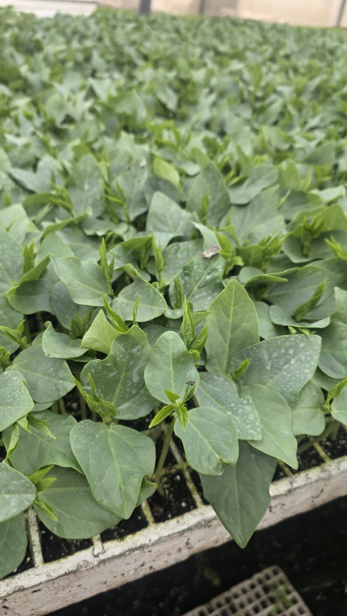 فاصوليا ارضية