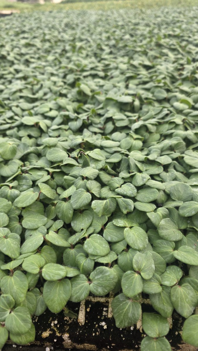 250 شتلة بامية