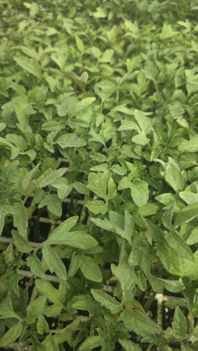 250 شتلة بندورة بلدي