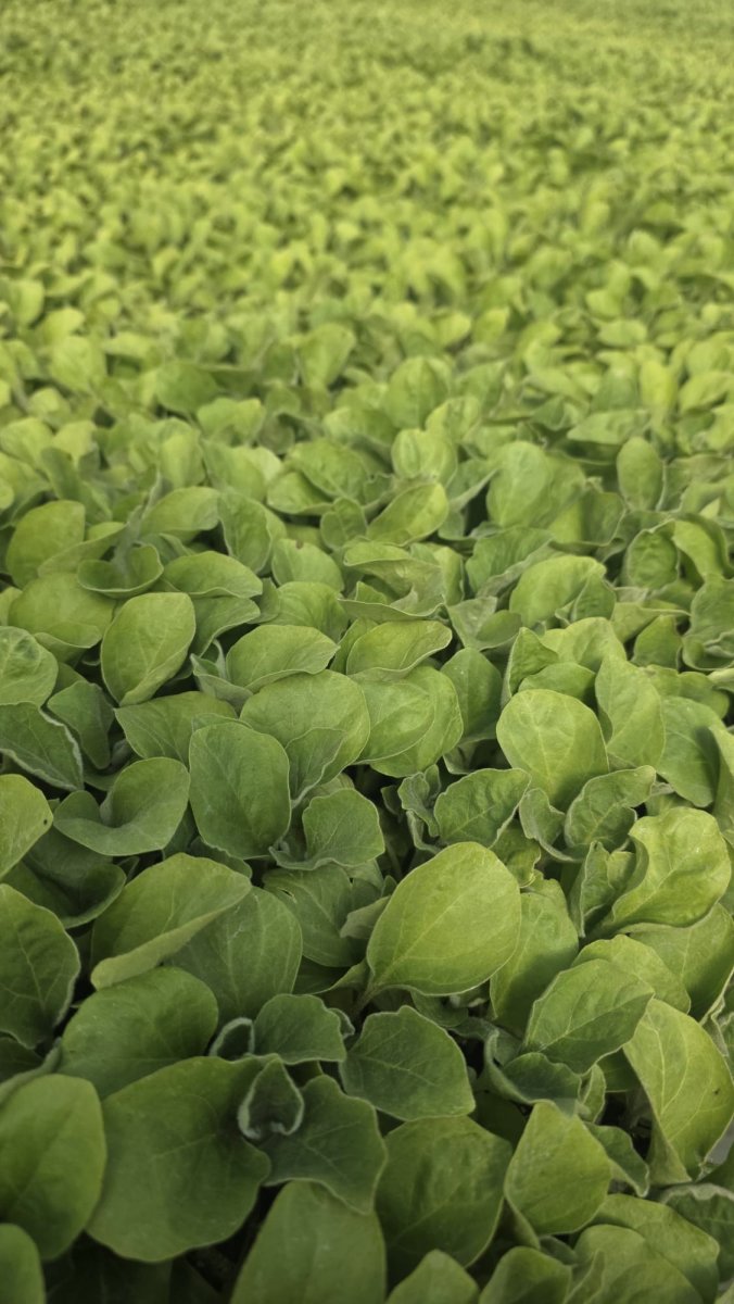 250 شتلة باذنجان كلاسيك  محاشي