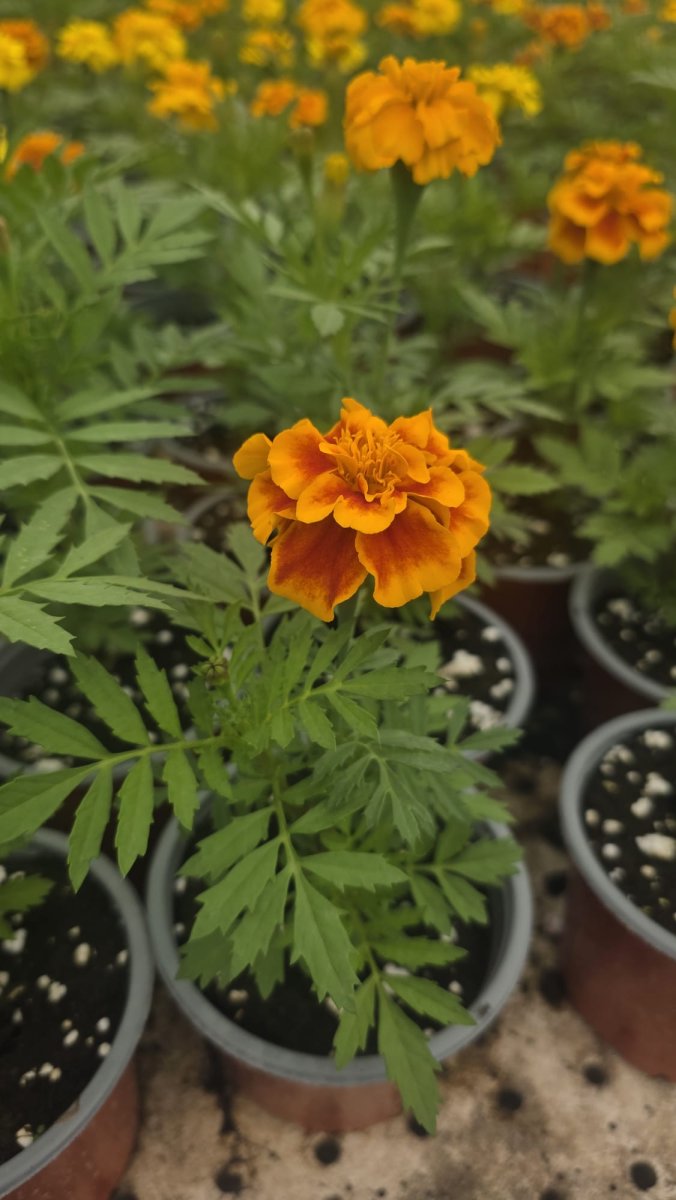 قدسية فرنسي