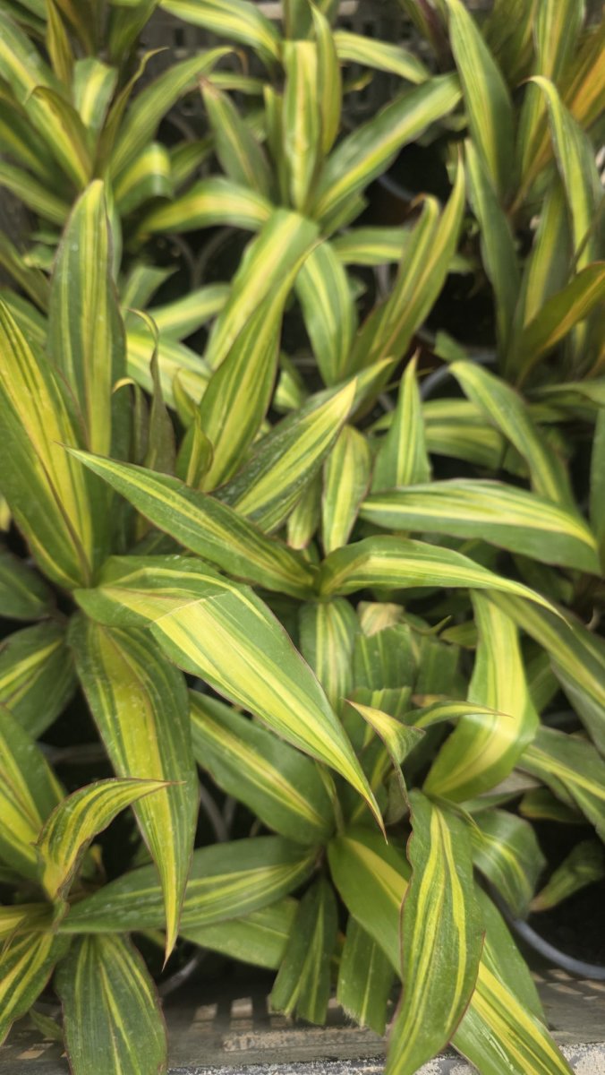 كوردلين حجم صغير