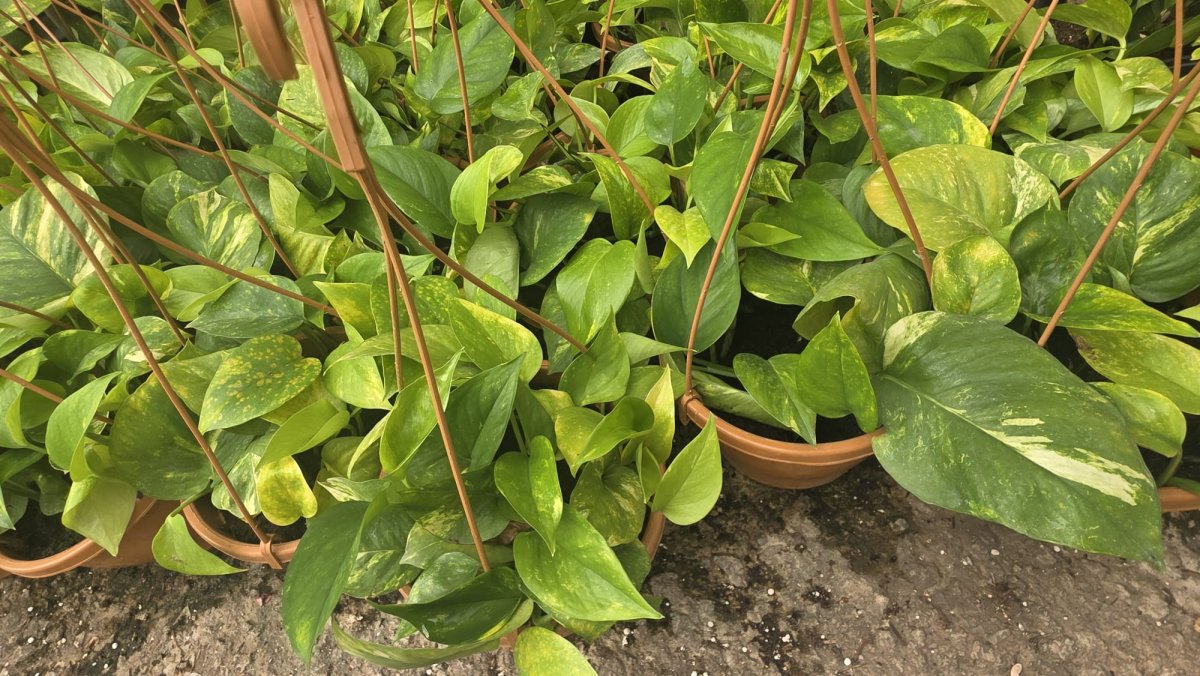 ام محمود (سانسيفيريا)