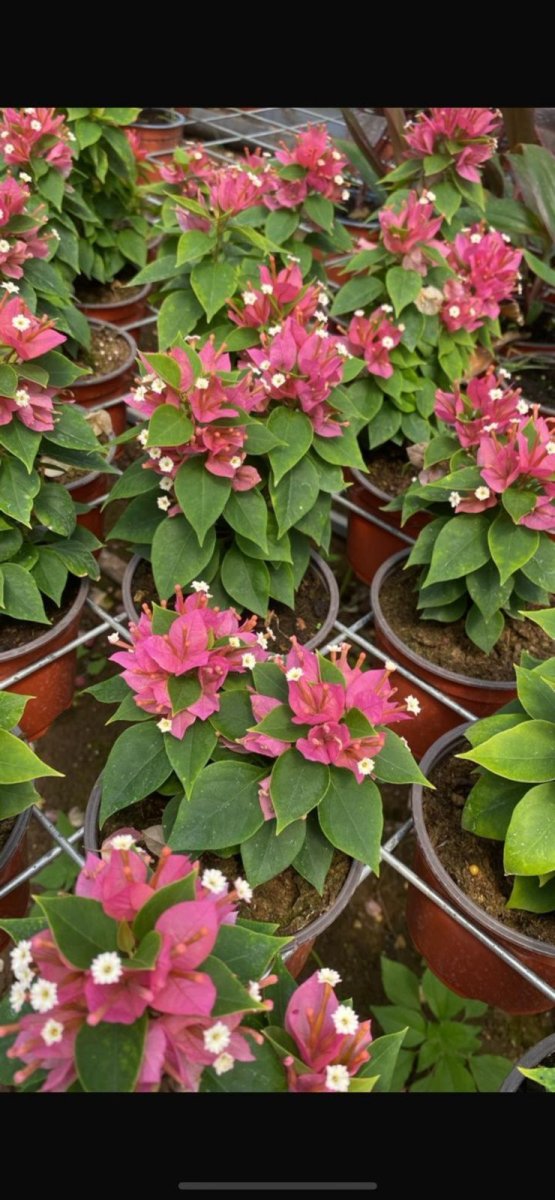 مجنون مقزم  حجم صغير