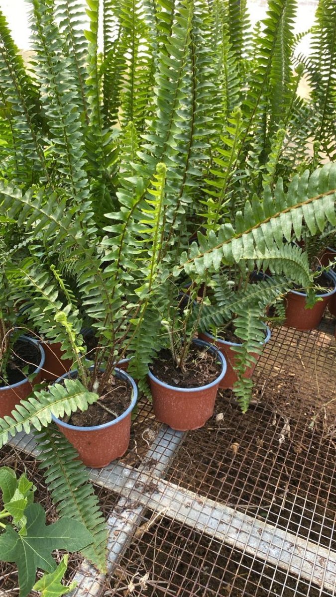 نبتة الخنشار صغيرة الحجم