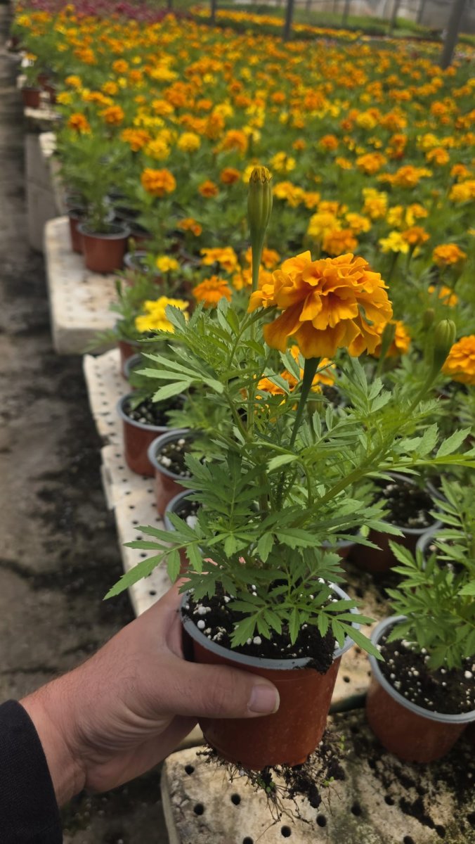 قدسية فرنسي