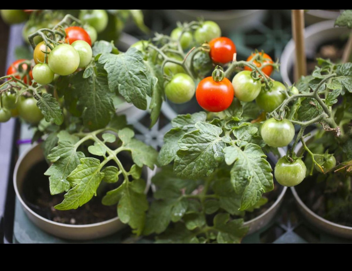 قوار بندوره شيري