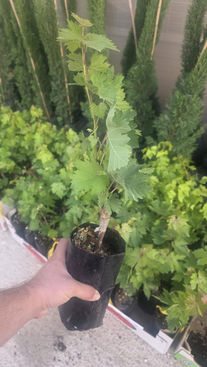 عنب بيروتي حبة طويلة شقراء بذور صغيرة ورق+عنب