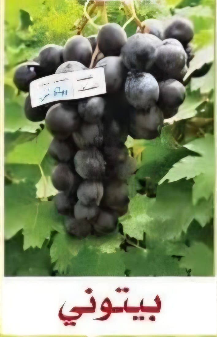 عنب بيتوني حبة سوداء  مدور ورقة حامض
