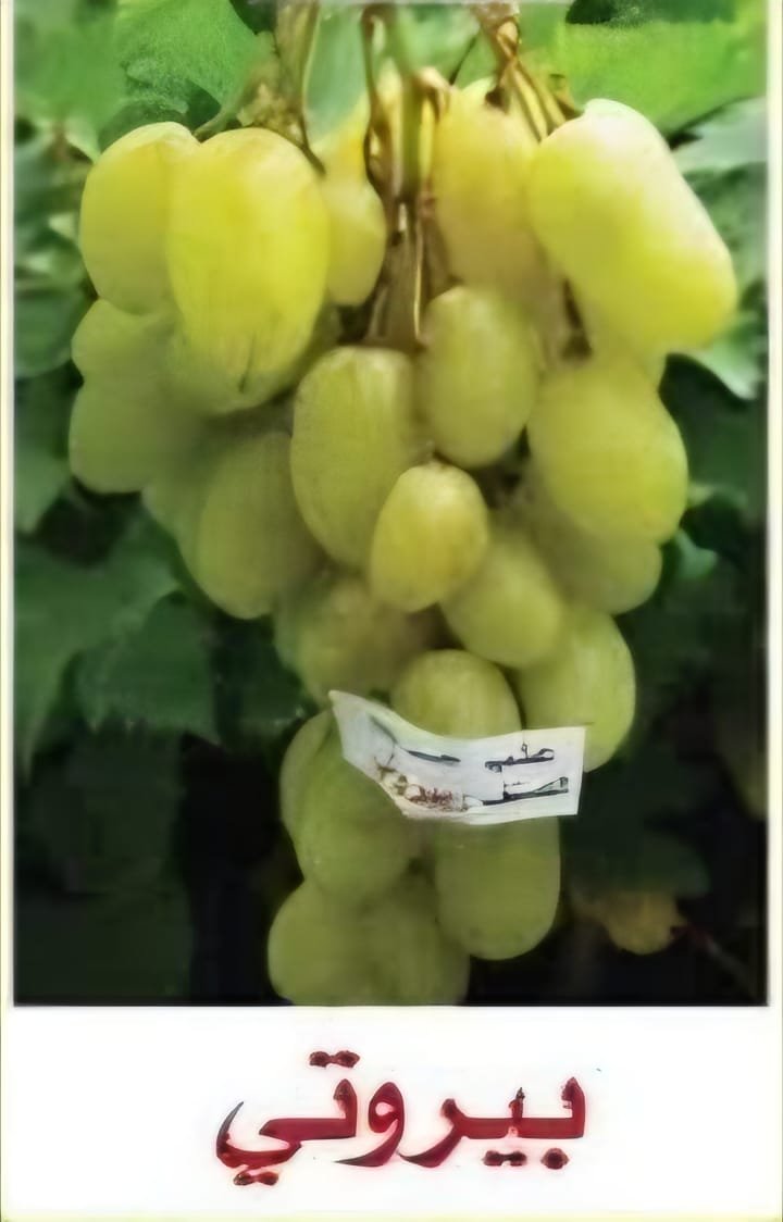 عنب بيروتي حبة طويلة شقراء بذور صغيرة ورق+عنب