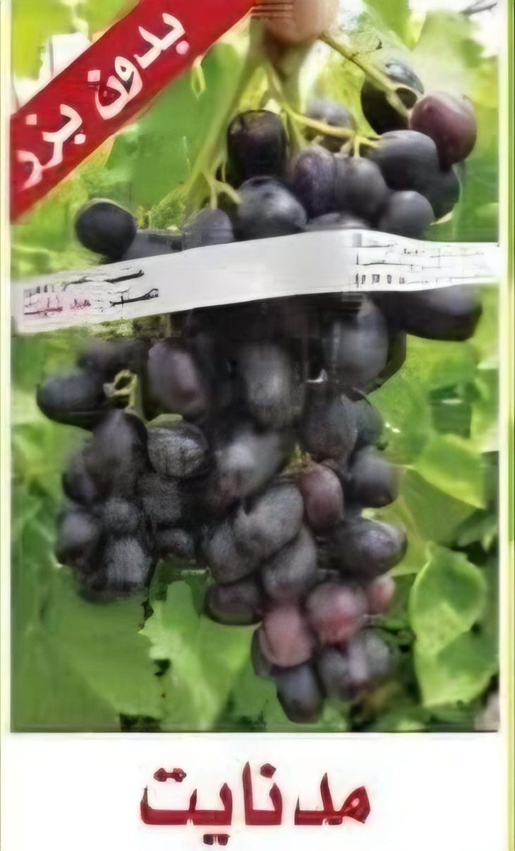عنب ميد نايت حبة سوداء طويلة ورقة حامضه