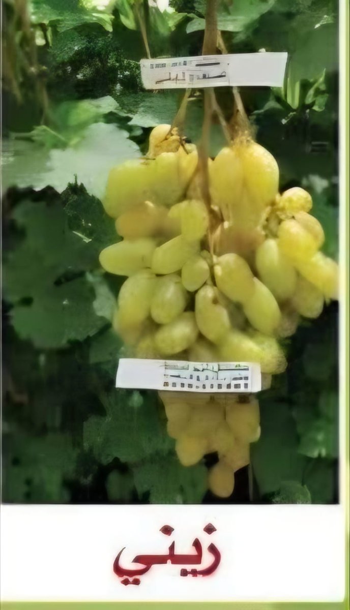عنب زيني